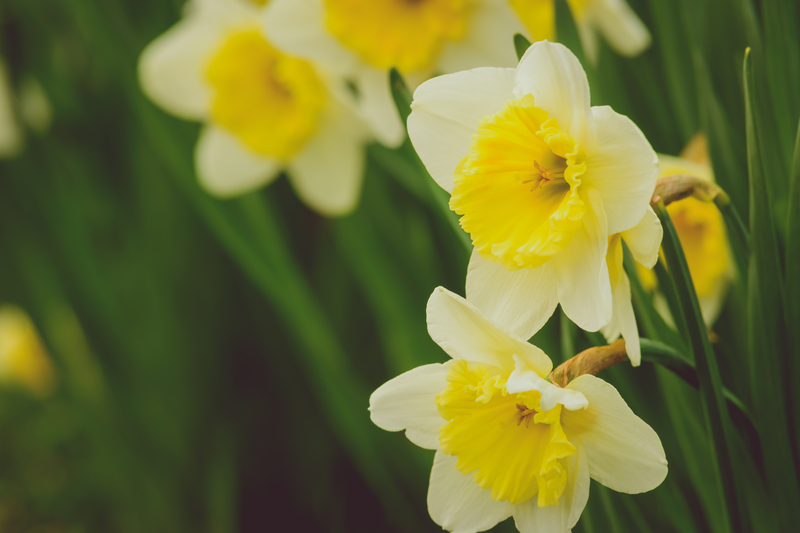 garden design landscape design