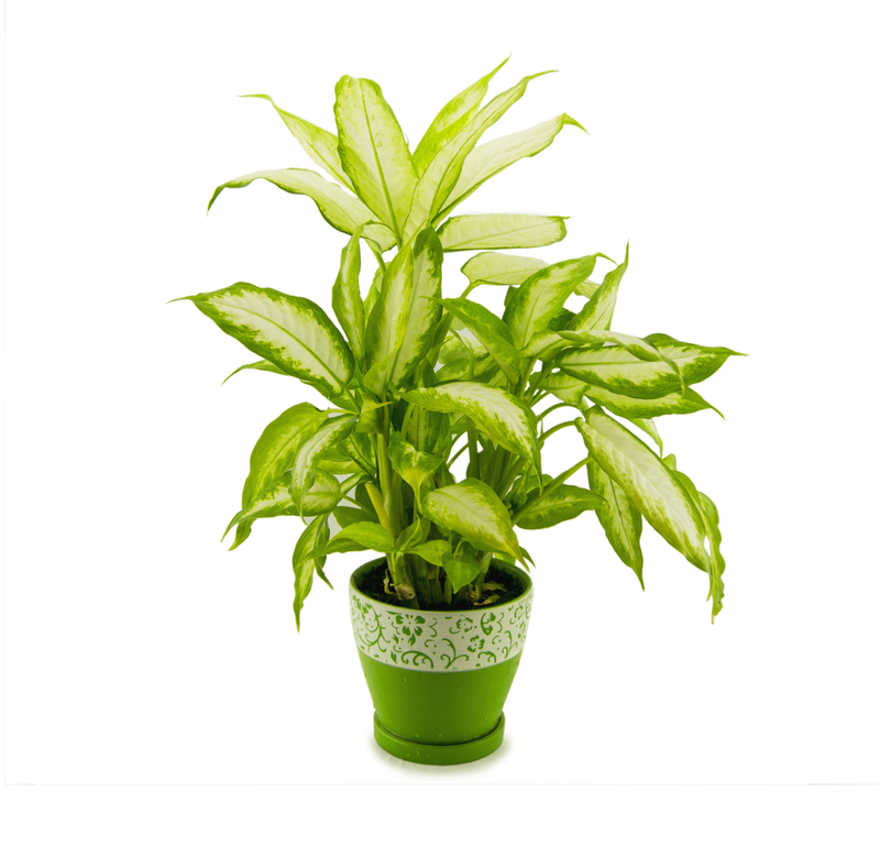 Boost Your Backyard Appeal: Elegant Tall-Potted Plants for Creating Privacy Screens