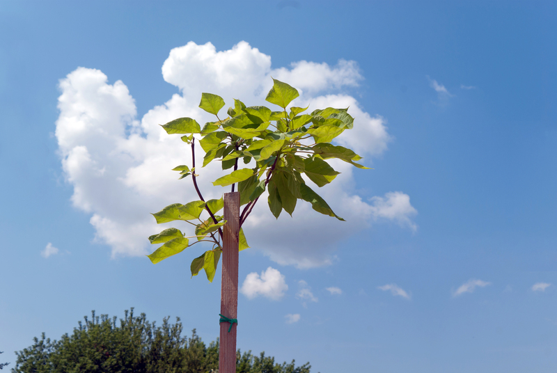 lawn care tree removal